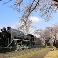 Photos: D51と桜