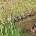 Photos: 鴨と菖蒲