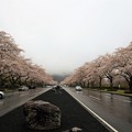 Photos: 雨桜