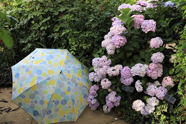 Photos: 紫陽花と傘