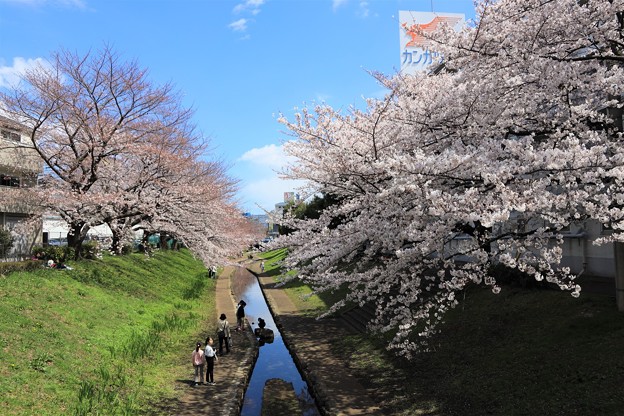 Photos: 桜川