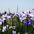 Photos: 堀切水辺公園
