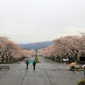 Photos: 雨上がりの桜