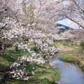 Photos: 忍野の春