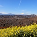 Photos: 吾妻山公園