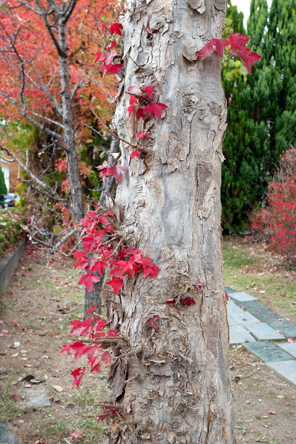 Photos: 秋深まる