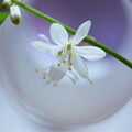 Photos: 小さな白い花