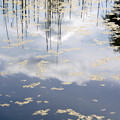 Photos: 池の中の雲