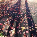 落ち葉と長い影