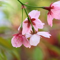 Photos: ５月１１日の枝垂れ桜～