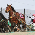 Photos: オオゾラサトミ レース（21/02/07・1R）