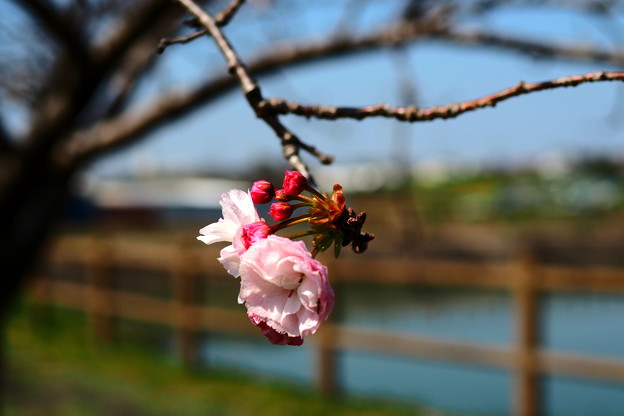 八重桜終盤。