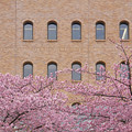 桜と会館