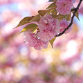 ぽんぽん飾りみたいな桜