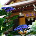 Photos: お寺の紫陽花