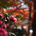 Photos: 山茶花と紅葉