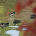 Photos: 池の鴨