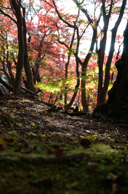 Photos: 林の紅葉