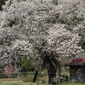 Photos: ふるさとの春