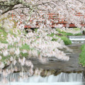 Photos: 桜ゆらす川風