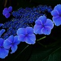 青い額紫陽花