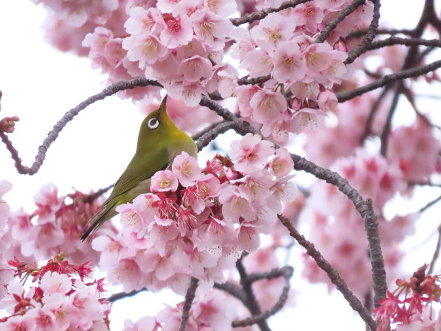 3月2日桜メジロ (66)これ