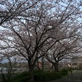 門池公園の桜１