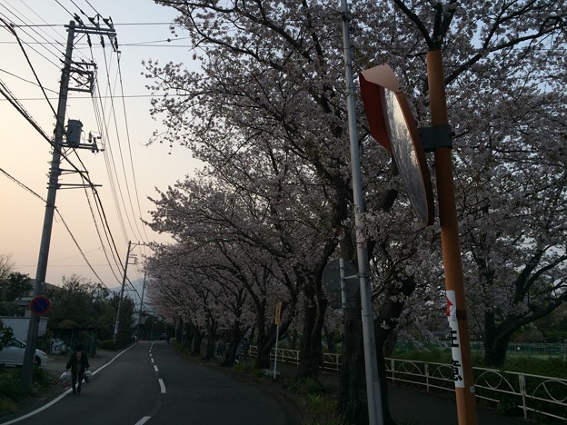 Photos: 門池公園の桜３