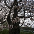 門池公園の桜６