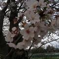 門池公園の桜7