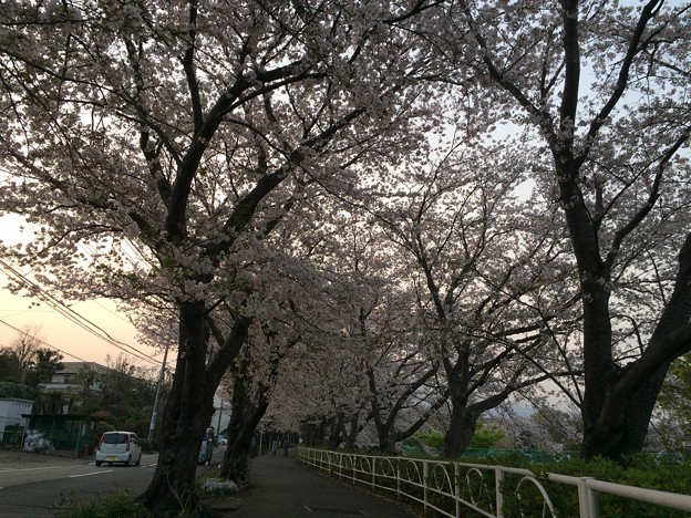 Photos: 門池公園の桜８
