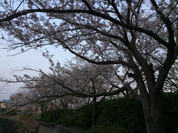 Photos: 門池公園の桜９
