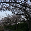 門池公園の桜９