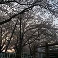 門池公園の桜10