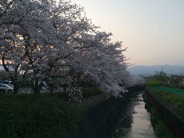Photos: 門池公園の桜11