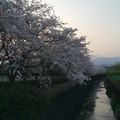 門池公園の桜11
