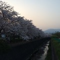 門池公園の桜12