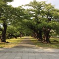 Photos: 鶴ヶ岡城跡９　～桜並木？～