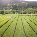 大井川鐵道沿線の茶畑４