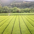 大井川鐵道沿線の茶畑５