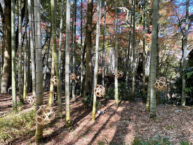 Photos: 竹林の小径５