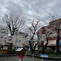 Photos: 2022吉原天神社の桜２