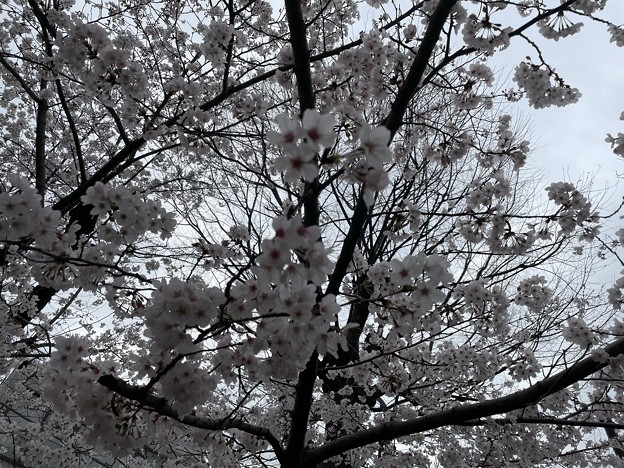 2022吉原天神社の桜３