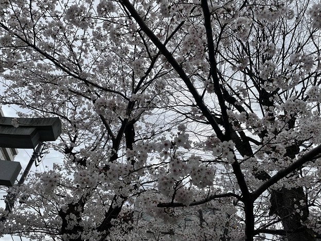 2022吉原天神社の桜４