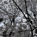 Photos: 2022吉原天神社の桜４