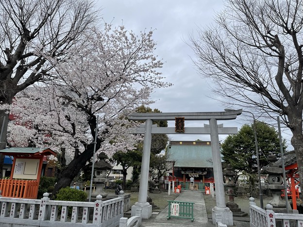 2022吉原天神社の桜５