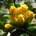 プリムラバラ咲き黄
