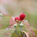 Photos: ハナミズキ・種と花芽