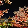 Photos: 東寺の紅葉ライトアップ2