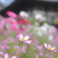 Photos: 奈良・般若寺11